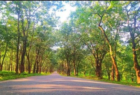 amtoli rubber garden and selfie road এর ছবি
