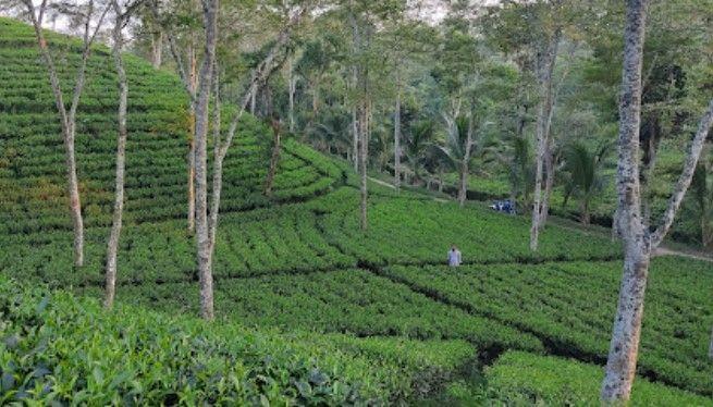 halda valley tea garden এর ছবি