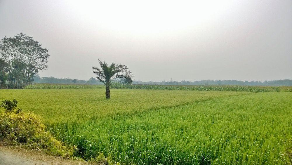 alamdanga area guide Image