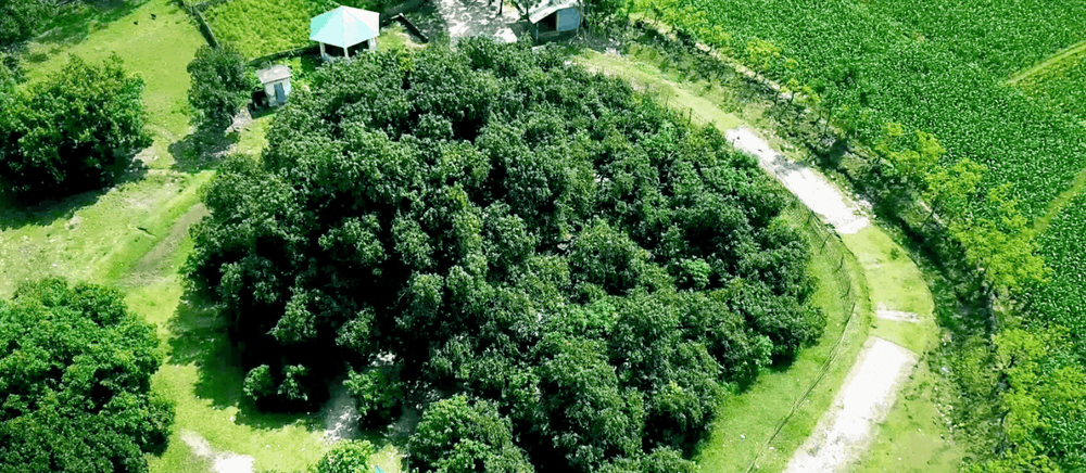 harinmari ancient mango tree এর ছবি