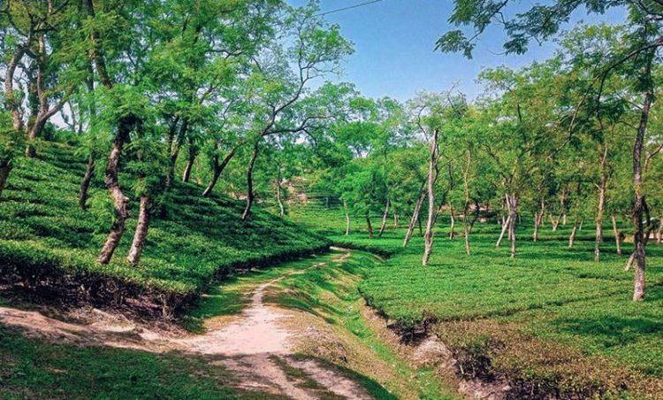 chandpur-belgaon tea estate Image
