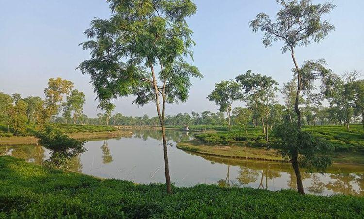 satchori tea estate Image