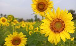 sunflower garden সোনাডাংগা