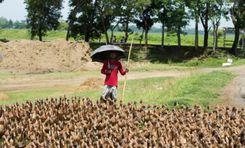 highland agro farm South Surma