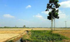 roair dighi Joypurhat