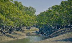 sundarban mangrove forest Bagerhat