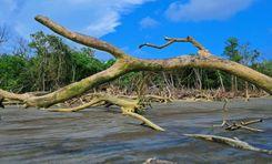 tengragiri sea beach বরগুনা