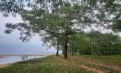 taherpur shimul garden সুনামগঞ্জ